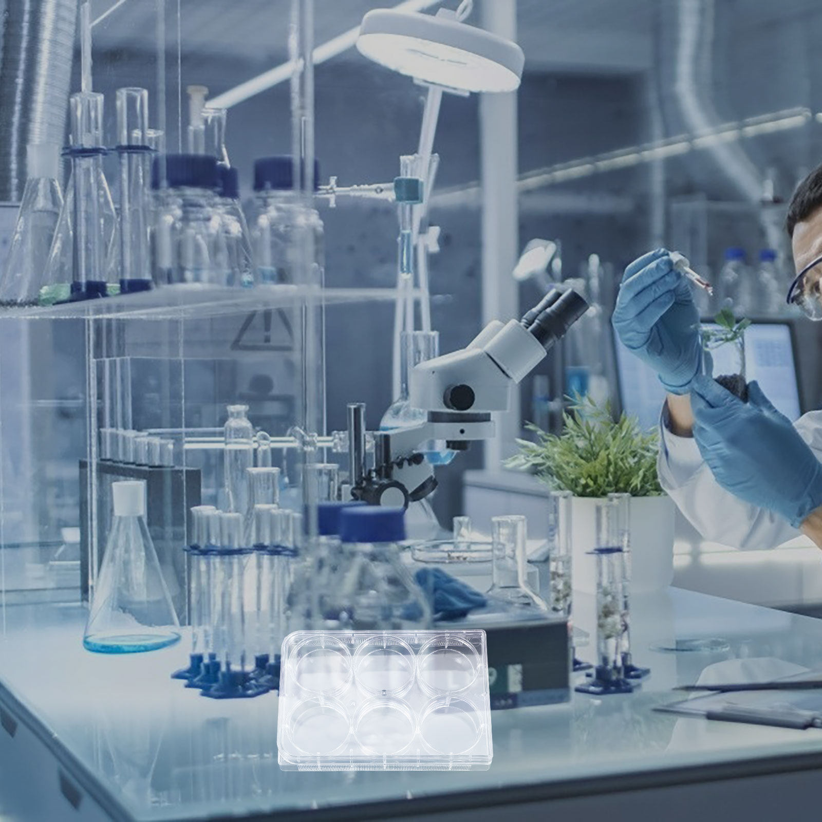 Pelat Kultur Jaringan dengan 6 - Lab Equipment ulasan dan harga